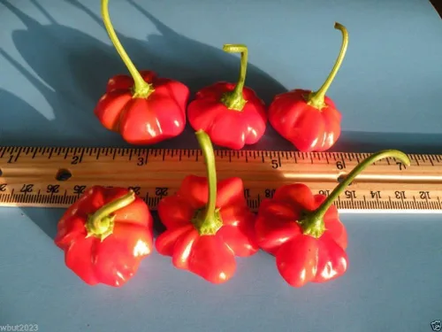 Vista 3 de Pimienta Aji - Pimienta brasileña con estrella de mar - Capsicum Baccatum, raro, exótico (100 semillas)