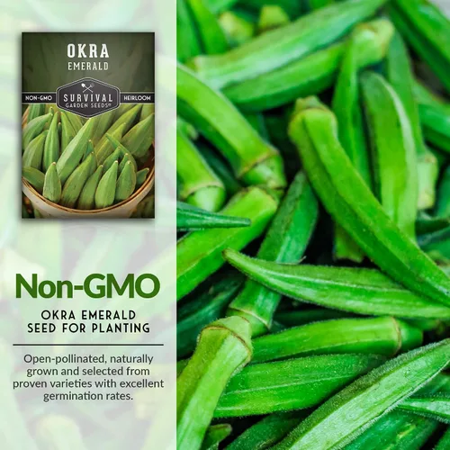 Vista 3 de Survival Garden Seeds - Semilla de okra esmeralda para plantar - Paquete con instrucciones para plantar y cultivar Okra tierna y grande en tu huerto