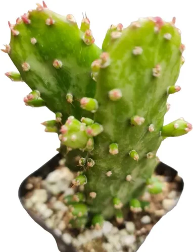Vista 3 de Plantas de cactus vivas de USKC (maceta Opuntia Santa Rita de 4 pulgadas)