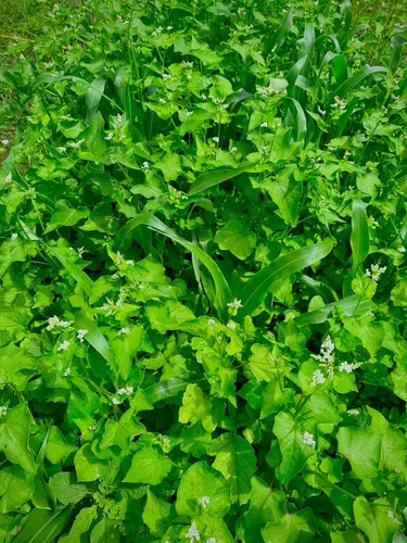 Vista 6 de Dirt Doctor Mezcla de semillas para parcela de alimentos para ciervos, perfecta para reconstruir la capa superior del suelo, romper la compactación