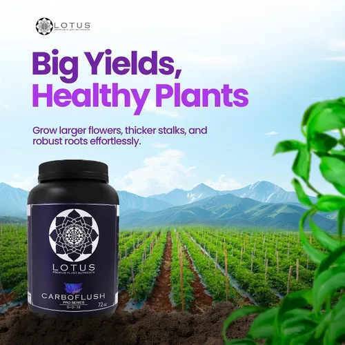 Vista 3 de CarboFinish - Edulcorante y enjuague para la etapa de cosecha, mejora la resina, el aceite y la potencia, polvo de nutrientes naturales para suelo