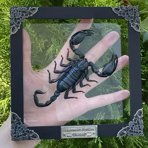 Vista 54 de 2 Real Dragonfly Specimens Shadow Box Framed Insect Display Oddities Curiosities Entomology Collection Natural History Wall Decor Gift for Nature