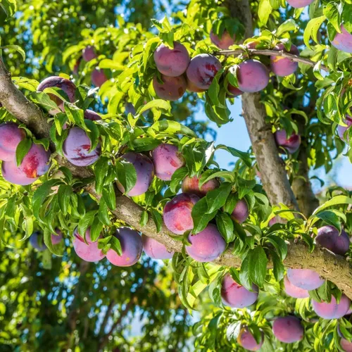 Vista 3 de Más de 10 semillas de frutas de ciruelo silvestre para plantar al aire libre, semillas perennes nativas de árboles frutales Prunus Americana sin OMG