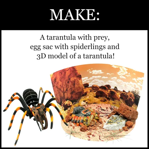 Vista 4 de Wild Environmental Science Extreme Spiders of the World Para mayores de 6 años Crea y personaliza modelos y dioramas Estudia los animales más