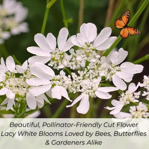 Vista 3 de Orlaya White Lace Flower 45 Seeds (Orlaya grandiflora) Heirloom - Non GMO - Open Pollinated