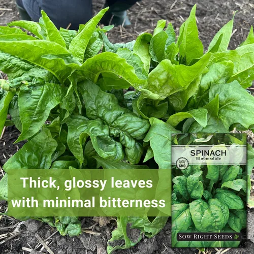 Vista 3 de Sow Right Seeds - Semillas de espinaca Bloomsdale para plantar - Ideal para jardines al aire libre o interior - Variedad de reliquia sin OMG