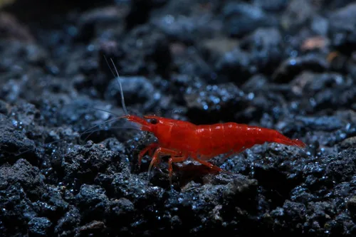 Vista 5 de Camarones vivos de acuario de agua dulce - Neocaridina (Bloody Mary, 5 unidades)