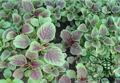 Vista 2 de Semillas de espinacas chinas: amaranto comestible, hoja de rayas rojas, calla roja jamaicana (semillas de 1 onza)