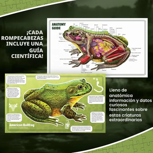 Vista 5 de Bullfrog - Rompecabezas de piso de anatomía animal Rompecabezas de 100 piezas de doble cara Ilustración científicamente precisa de rana de gran