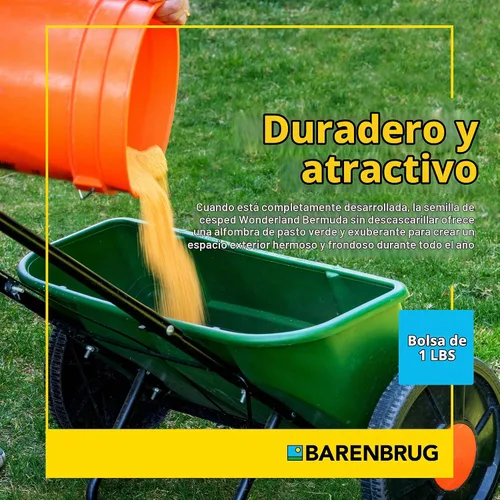 Vista 4 de Barenbrug Wonderlawn Bermuda - Semilla de césped sin cáscara para temperaturas y climas tropicales, semillas de bermudas duraderas sin cáscara