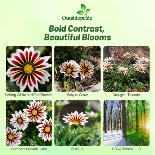 Vista 2 de Outsidepride Kiss White Frosty Flame Gazania Semillas para plantar, 25 piezas de semillas perennes, de bajo mantenimiento, tolerantes a la sequía