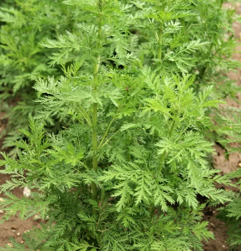 Vista 2 de Ajenjo Dulce Artemisia Annua Dulce Annie Artemisa Hierba Sagewort rasa1ca (1000 Semillas)