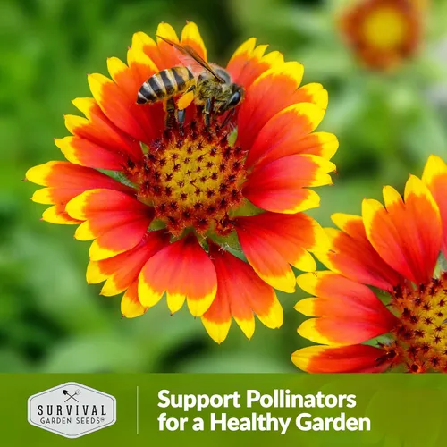 Vista 5 de Survival Garden Seeds - Semillas de flores para plantar - Paquete con instrucciones para plantar y cultivar Gaillardia Pulchella en el huerto de tu