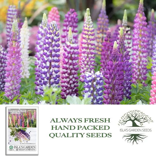 Vista 4 de Russell Mix - Semillas de flores de altramuz (Lupinus perennis) – Más de 150 semillas sin OMG y reliquias de Isla's Garden Seeds, flores perennes