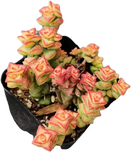 Vista 14 de Plantas suculentas de cactus vivos de USKC (2 "Pot Aloe Juvenna 'Tiger Tooth Aloe')