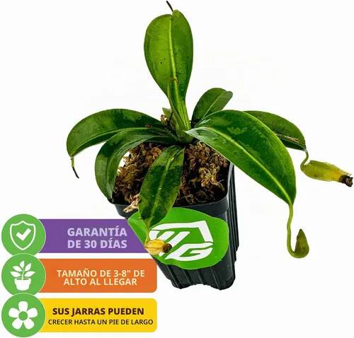 Vista 2 de Planta carnívora Miranda Nepenthes Miranda - Planta inicial de Wellspring Gardens - Tropical única y exótica para cultivo y plantación