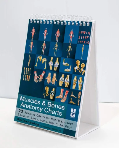 Vista 6 de Libro de anatomía muscular y huesos, tableta de dos caras para músculos y pestañas adhesivas