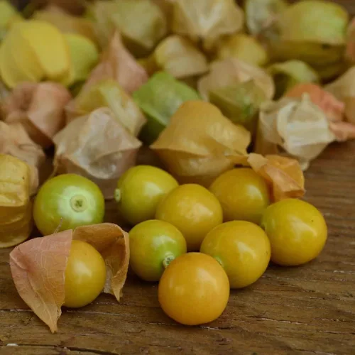 Vista 4 de Gaea's Blessing Semillas – Semillas de tomatillo – Semillas de reliquia sin OMG con instrucciones de siembra fáciles de seguir – Polinizadas La tía