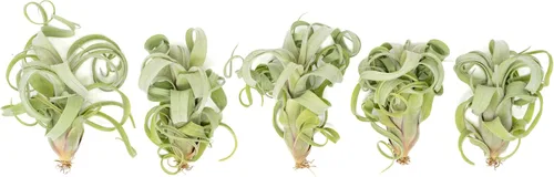 Vista 3 de Air Plant Shop Tillandsia Curly Slim (T. Intermedia x T. Streptophylla) - Planta de aire - Suculentas - Tillandsia viva - Plantas