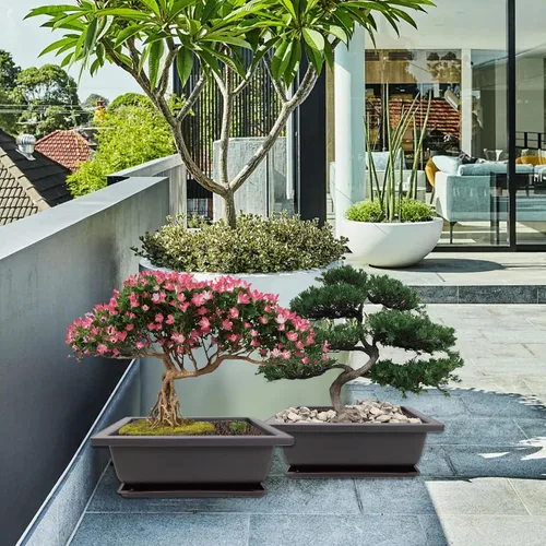Vista 7 de Kit de inicio de Bonsái Sproutix, 5 semillas que crecen en Acacia, Glicinia, Sakura, Arce Rojo y Pino Negro, Incluye herramientas de jardinería