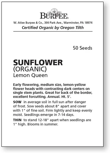Vista 2 de Burpee Lemon Queen Semillas de Girasol Orgánicas 50 semillas