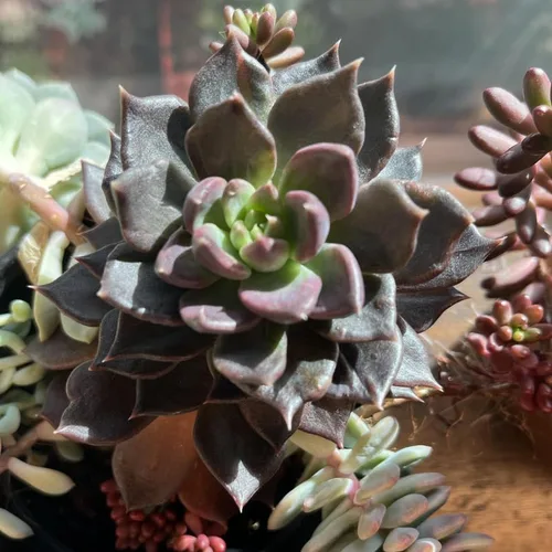 Vista 3 de Echeveria Suculents - Plantas vivas para cultivar, suculentas de Echeveria vivas, plantas de Echeveria vivas, suculentas de Echeveria vivas, maceta