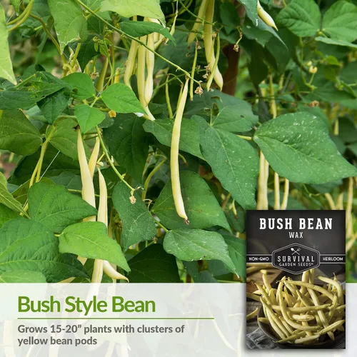 Vista 3 de Survival Garden Seeds - Semilla de frijol Golden Wax Bush para plantar - Paquete con instrucciones para plantar y cultivar frijoles amarillos