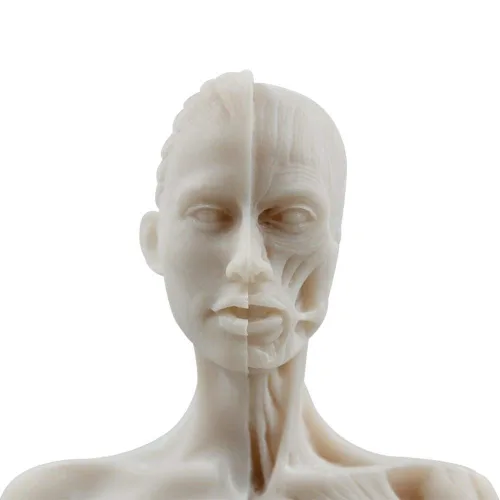 Vista 4 de BONEW Modelo del cuerpo de la cabeza del cráneo de la anatomía anatómica humana de la resina de los 30CM del hueso del músculo del modelo masculino