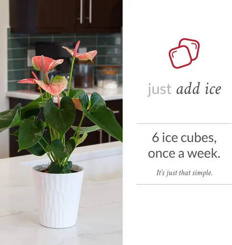 Vista 3 de Just Add Ice Anthurium Plant - Plantas vivas de fácil cuidado, 5 pulgadas de diámetro, color rosa