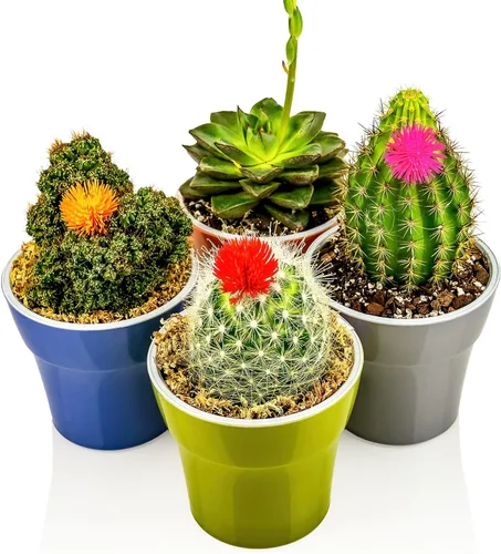 Vista 6 de Sphagnum - Mezcla para macetas de musgo para plantas carnívoras, mezcla de musgo y perlita para macetas, trampas para moscas Venus, sarracenia