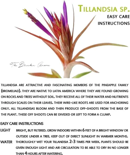 Vista 7 de Plantas de aire vivo – Grupo colgante de fuego Ionantha – Planta de aire de 2 a 3 pulgadas con 3 – 5 plantas – Color y forma varían según