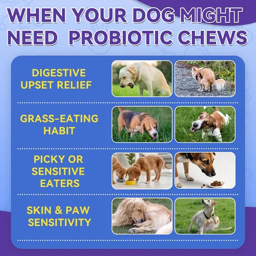 Vista 4 de Probióticos masticables para perros, 500 masticables, soporte estomacal sensible con núcleo de krill, probióticos triples y prebióticos, digestión