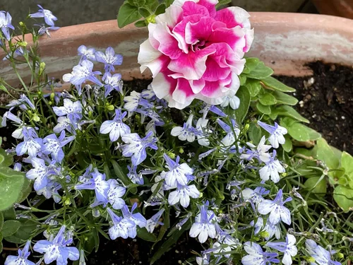 Vista 5 de 200 semillas de flores Blue Splash Lobelia Regatta Erinus