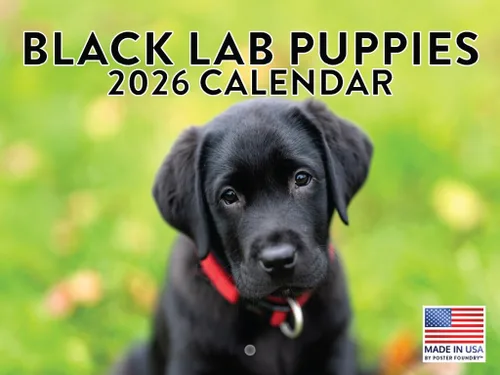 Vista 221 de Calendario mensual de pared Airedale Terrier Dog 2027 rojo (Airedale Terrier)