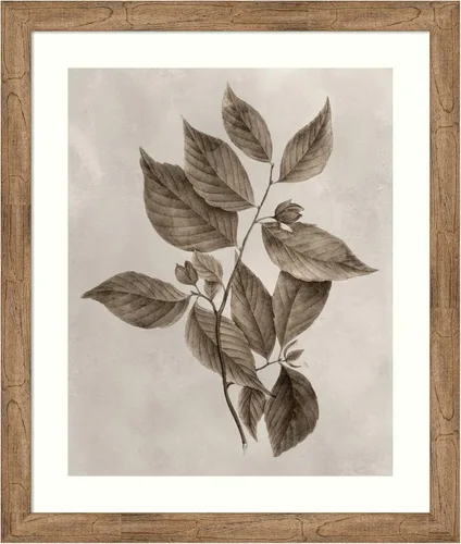 Vista 11 de Amanti Art Lienzo decorativo para pared enmarcado de 24 x 20 pulgadas, muestra de árbol III de Vision Studio, arte de pared de naturaleza