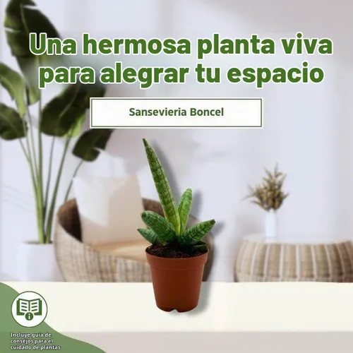 Vista 3 de BubbleBlooms Sansevieria Estrella de mar Boncel Cylindrica 2 pulgadas