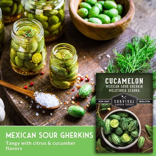 Vista 5 de Semillas de Cucamelon para plantar – Pepino amargo mexicano de pepinillo de sandía – Cucamelones tradicionales sin OMG – Semillas de jardín