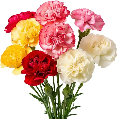 Vista 6 de GlobalRose 100 flores de clavel surtidas – Claveles de flores frescas de origen responsable – Ramo fresco seleccionado a mano para graduación