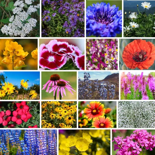 Vista 12 de Semillas de flores silvestres a granel - Mezcla de flores silvestres del medio oeste - 1 libra 640,000+ flores silvestres de la pradera - Semillas