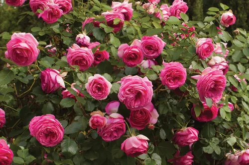 Vista 5 de Pretty in Pink Eden - Planta viva en maceta de 1.5 galones, fragantes flores rosas intensas, trepadora para enrejado, cenador, valla o cribado, raíz
