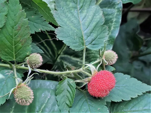 Vista 6 de 20 Seeds Australian Raspberry aka Queensland & Atherton Raspberry Rubus Probus Red Berry Fruit Shrub