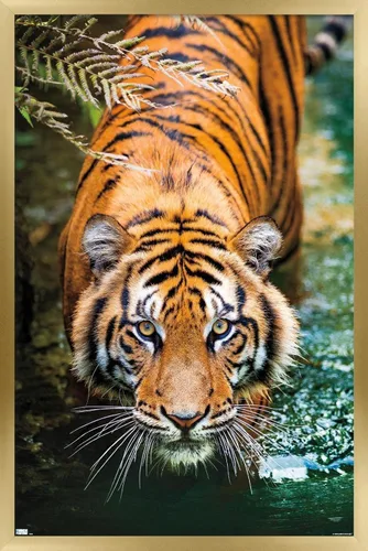 Vista 17 de Trends International Tiger - Póster de pared de agua, 14.725 x 22.375 pulgadas, versión enmarcada de madera de granero