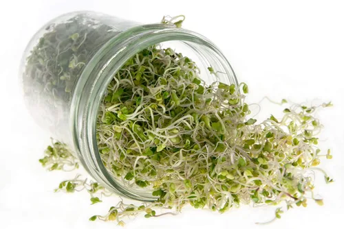 Vista 4 de Kale Trio Sprouting & Microgreen Mix Contiene semillas de col rizada azul, Premier y rojas de col rizada rusa Semillas tradicionales sin OMG