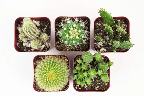 Vista 5 de Compra Suculentas Colección Can't Touch This Surtido de plantas de cactus de interior vivas, seleccionadas a mano, completamente arraigadas