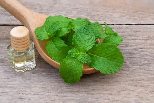Vista 2 de Semillas de menta verde para plantar Más de 150 semillas de hierba de menta verde perenne