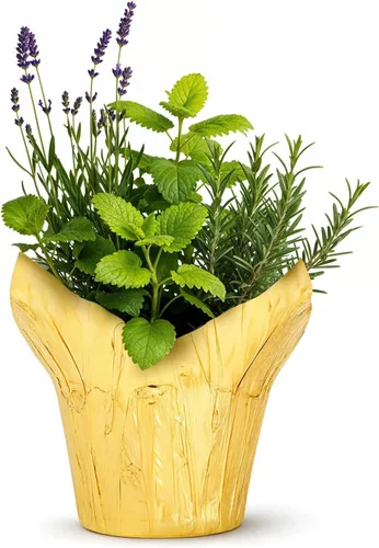 Vista 7 de Combo de hierbas aromáticas y saludables vivas en cubierta decorativa - Purificador de aire, combo incluye verbena de limón, lavanda y eucalipto, 12