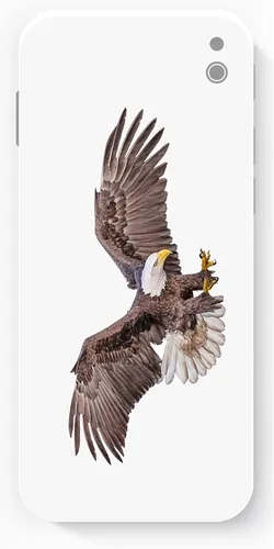 Vista 4 de Paquete de 2 calcomanías de vinilo de águila calva – Eagle About to Catch Prey Motion – Calcomanías de vinilo para automóvil, camión, motocicleta
