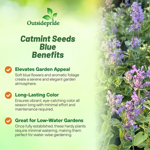 Vista 3 de Outsidepride Nepeta Mussinii - Semillas de hierba gatera – 1000 semillas perennes, tolerantes al calor y la sequía para plantar flores azules