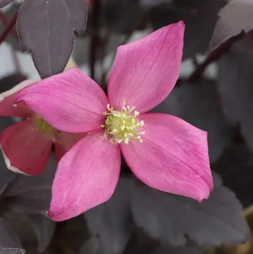 Vista 3 de Moongate Mocha™ Clematis - Maceta de 4" - Ganadores probados