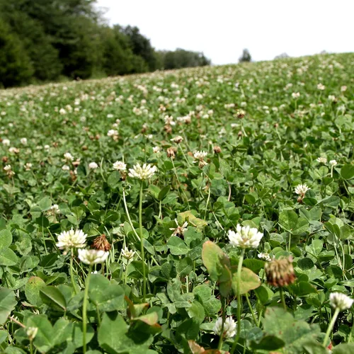 Vista 7 de Seeds of Science Pro Clover (2)